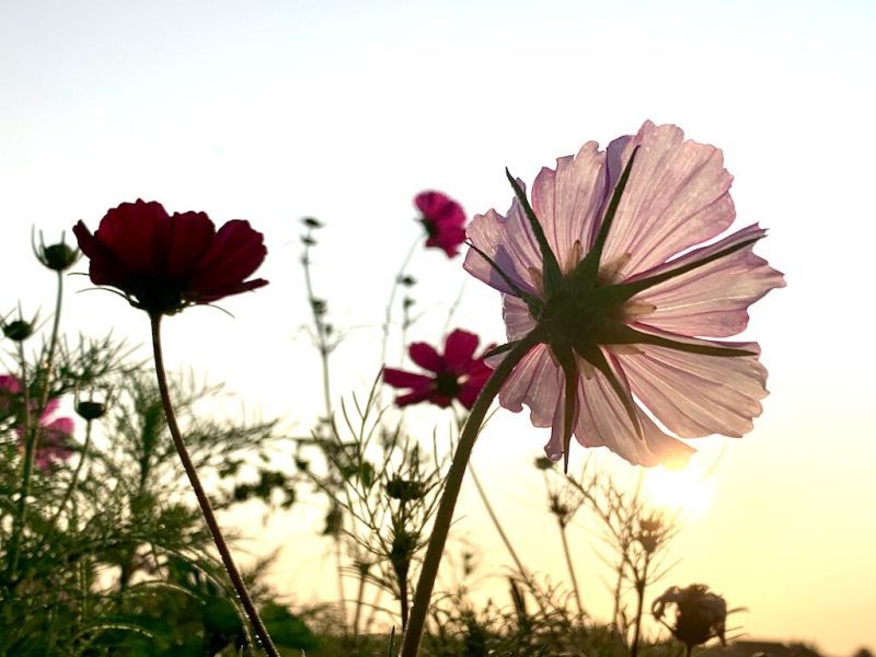 beste-fotospots-in-markelo